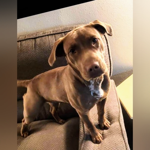 Meet your Posher, Sadie - Picture 4 of 6